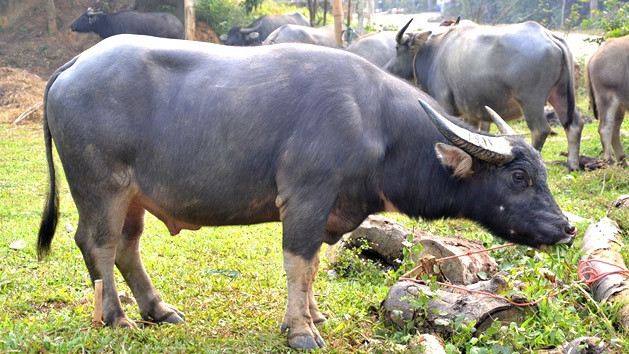 Trâu Bảo Yên được Cục sở hữu trí tuệ cấp chỉ dẫn địa lý.