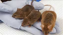 Con chuột hai tháng tuổi(giữa)<br>thiếu protein Klotho <br>có những dấu hiệu của lão hóa<br>so với con chuột bình thường