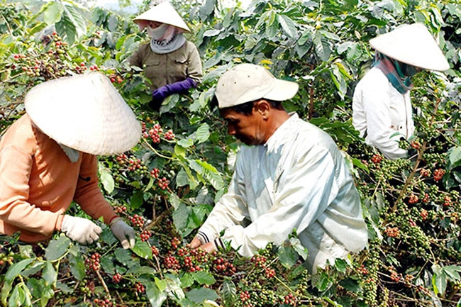 Nông dân xã Phú Sơn, huyện Lâm Hà (Lâm Đồng) thu hoạch cà-phê. Ảnh: NGỌC MINH