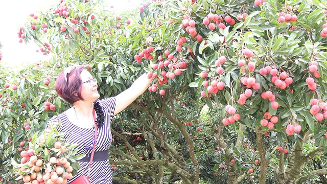 Tham quan, trải nghiệm tại vườn vải thiều xã Quý Sơn, huyện Lục Ngạn.