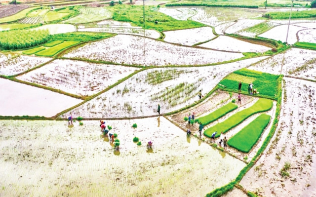 Trên cánh đồng ngày xuân.