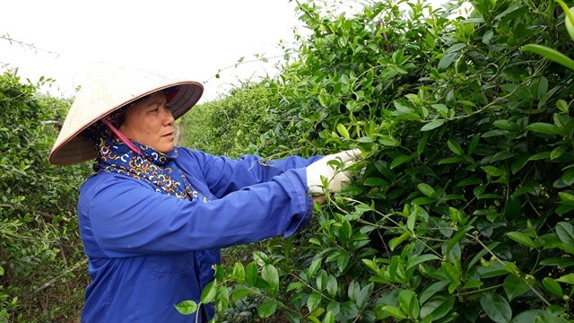 Vùng trồng dây thìa canh theo tiêu chuẩn GACP-WHO tại Nam Định không dùng thuốc diệt cỏ và các thuốc kích thích tăng trưởng.