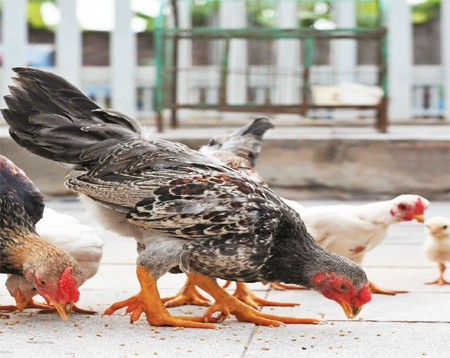 Những con gà chín cựa nuôi ở Hà Nội. Ảnh | VIỆT KHÔI
