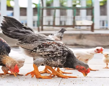 Những con gà chín cựa nuôi ở Hà Nội. Ảnh | VIỆT KHÔI