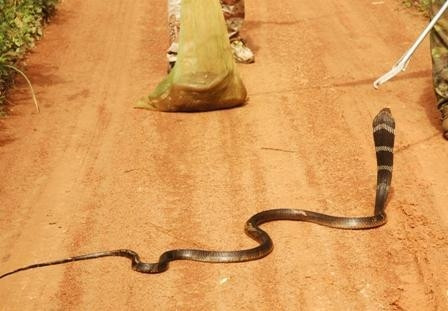 Một cá thể rắn hổ mang chúa đang được thả về Vườn Quốc gia Cát Tiên.