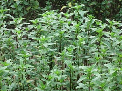 Khu đất trồng húng Láng còn sót lại chỉ còn vài chục mét vuông.