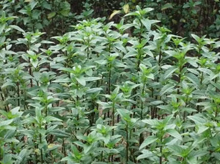 Khu đất trồng húng Láng còn sót lại chỉ còn vài chục mét vuông.