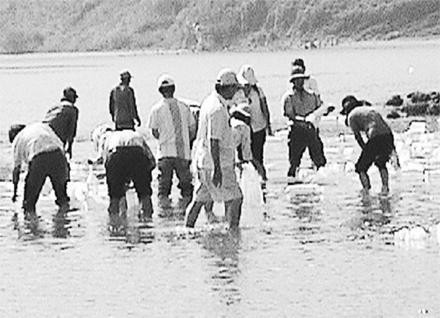 Thả phục hồi cá rạn ở Trường Sa.