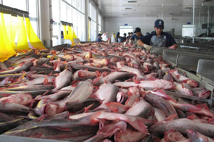 Cá tra Việt Nam có nhiều cơ hội tăng xuất khẩu sang Trung Quốc.