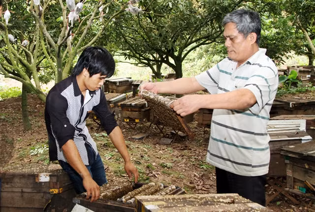 Trang trại trồng nhãn lồng và nuôi ong lấy mật của ông Trịnh Văn Quỳnh, ở xã Hồng Nam, TP Hưng Yên (Hưng Yên). Ảnh: HÀ NGỌC DƯ