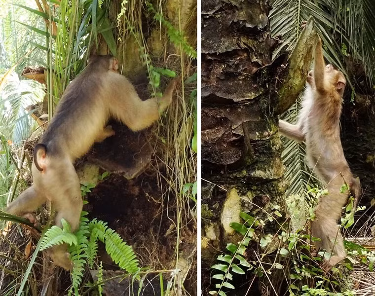 Một con khỉ đực trưởng thành (trái) và khỉ cái trưởng thành tìm kiếm chuột dưới tán cây dầu cọ. Ảnh: Anna Holzner