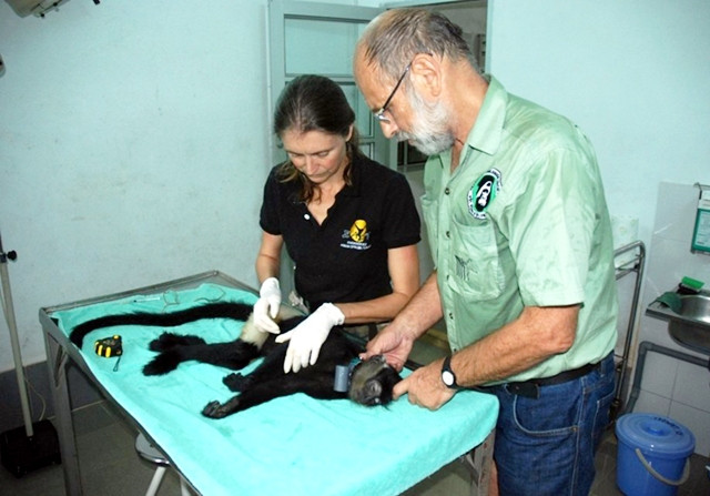 Ông Ti-lô Nat-lơ cùng cộng sự tại Trung tâm Cứu hộ linh trưởng Vườn quốc gia Cúc Phương gắn chíp theo dõi cho linh trưởng trước khi thả về tự nhiên. Ảnh: HẠ PHONG