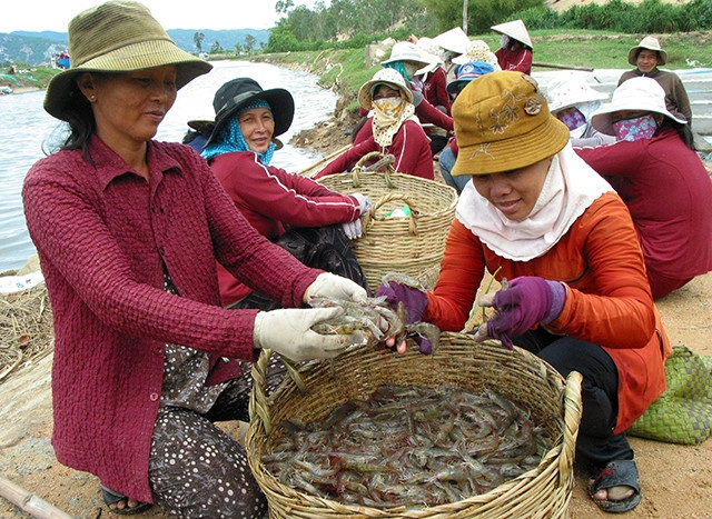 Người dân xã Hòa Hiệp Nam, huyện Ðông Hòa (Phú Yên) thu hoạch tôm.