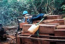 Gỗ rừng vẫn đang chảy máu.