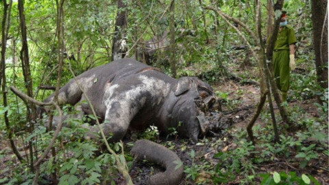 Voi rừng bị sát hại trong VQG Yok Đôn tháng 8-2012.