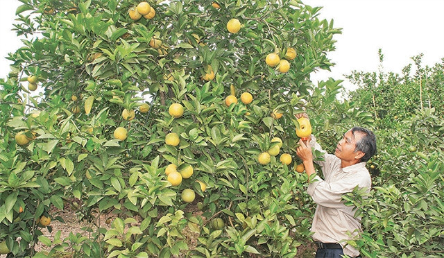 Tỷ phú cam ở xã Kiêu Kỵ