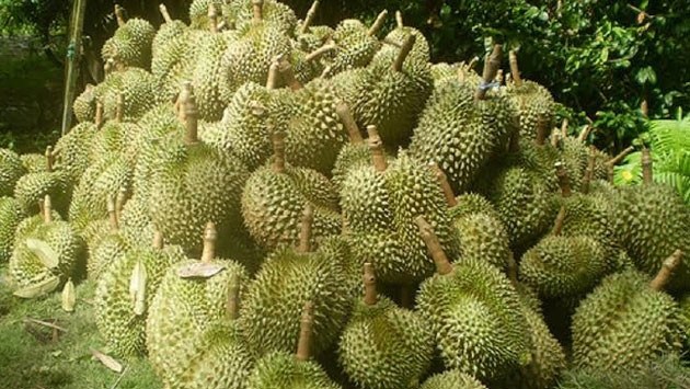 Người dân huyện Krông Pắc thu hoạch quả sầu riêng xanh với số lượng lớn về bán cho các thương lái.