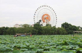 Đu quay khổng lồ nhìn từ phía đầm sen.