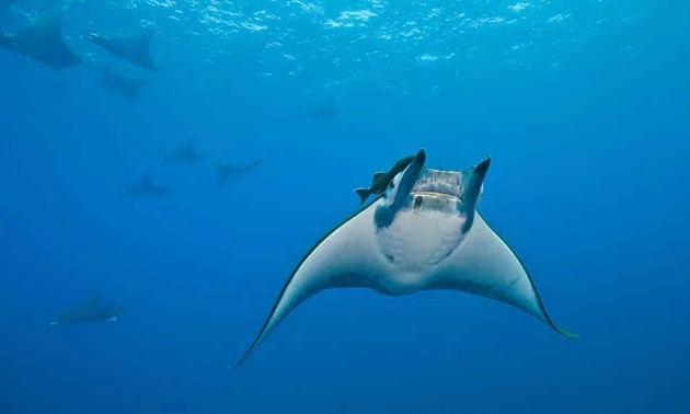 Cá đuối quỷ được đưa vào Phụ lục II CITES