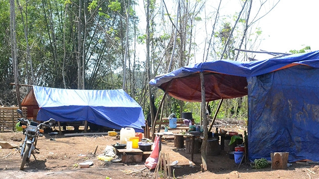 Tình trạng xâm lấn của người dân di cư tự do khiến diện tích rừng Tây Nguyên ngày càng thu hẹp.