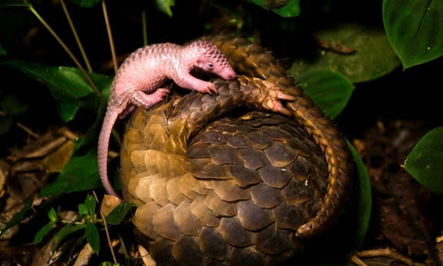 Tê tê bị săn bắn bất hợp pháp trong 10 năm qua.