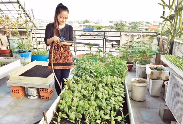 Một gia đình ở phường Hiệp Bình Chánh, quận Thủ Đức tận dụng sân thượng tại nhà để trồng nhiều loại rau sạch. Ảnh: UYÊN PHƯƠNG