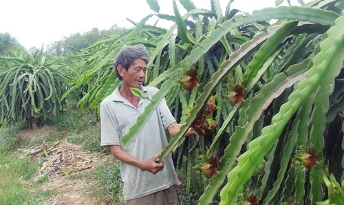 Việc áp dụng công nghệ vào trồng thanh long của nông dân Bà Rịa - Vũng Tàu vẫn rất hạn chế.