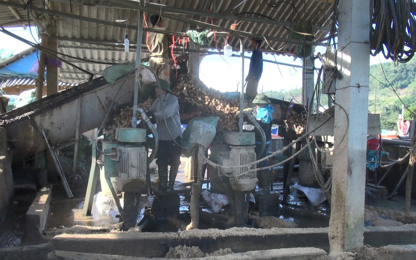 Cơ sở chế biến dong riềng tại xã Nà Tấu, huyện Điện Biên Đông, tỉnh Điện Biên.