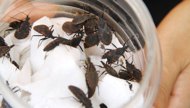 Diệt bọ xít hút máu: Phun thuốc muỗi không có tác dụng