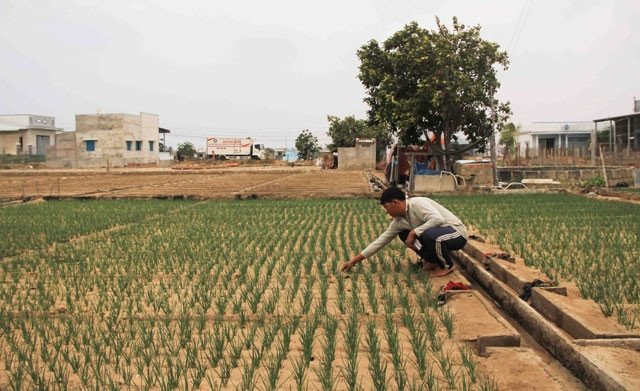 Nông dân trồng hành tím ở Nhơn Hải rất lo lắng trước tình cảnh nước tưới và đất đang bị nhiễm mặn ngày càng nhiều.