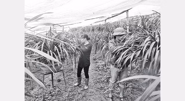 Nông dân HTX Bắc Nga xã Tả Phìn, huyện Sa Pa chăm sóc địa lan.