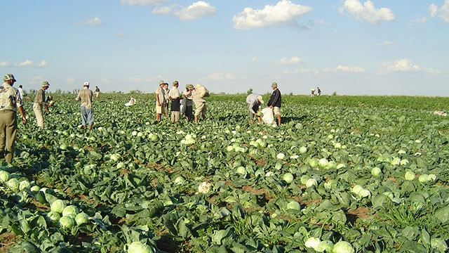 Thu hoạch bắp cải tại nông trang của ông An.