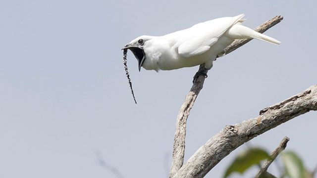 Loài chim “ầm ĩ” nhất