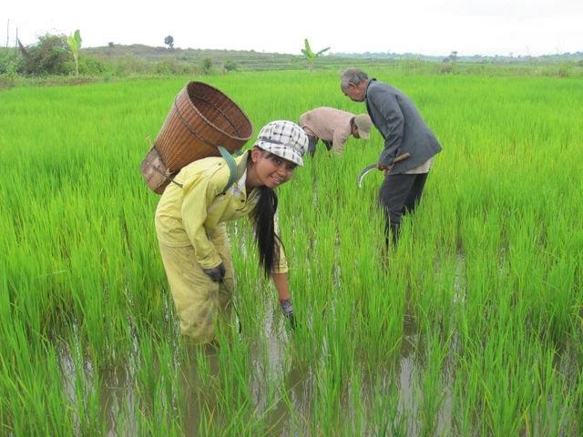 Công trình cống tự chảy Suối Trai, Thủy điện Sông Ba Hạ phục vụ việc tưới và tiêu nước trên đồng ruộng cho bà con dân tộc thiểu số xã Đức Bình Tây, huyện Sông Hinh.