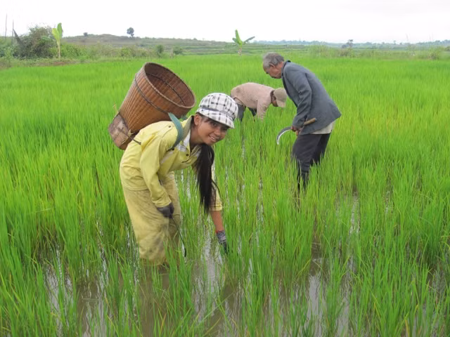 Công trình cống tự chảy Suối Trai, Thủy điện Sông Ba Hạ phục vụ việc tưới và tiêu nước trên đồng ruộng cho bà con dân tộc thiểu số xã Đức Bình Tây, huyện Sông Hinh.