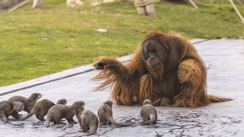  Đười ươi Ujian "trò chuyện" với những người bạn mới, loài rái cá sông. (Ảnh: Pascale Jones / Pairi Daiza).