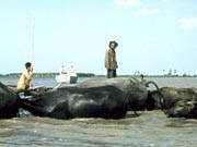 Cảnh trong phim <b>Mùa len trâu</b>.