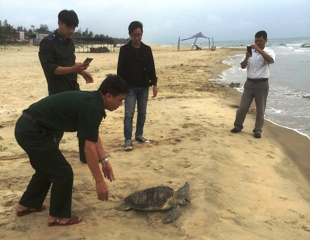 Thả cá thể vích về với môi trường tự nhiên.