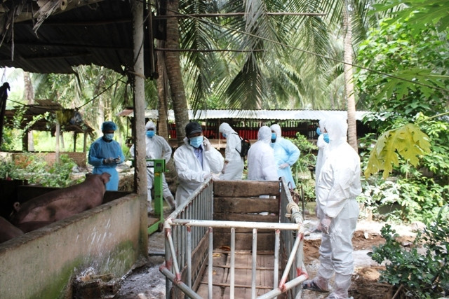 Lực lượng chức năng tiến hành tiêu hủy lợn bị mắc bệnh.