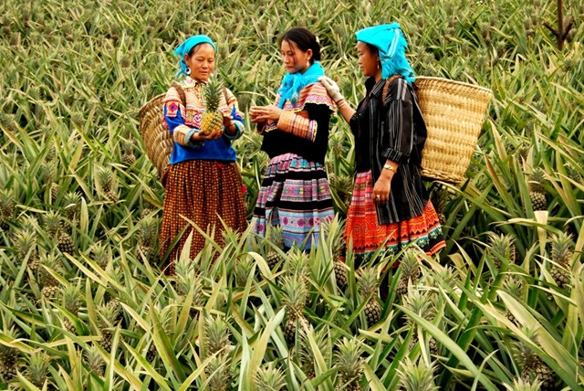 Cán bộ tổ tuyên vận thôn Na Lốc xã Bản Lầu (Mường Khương, Lào Cai) hướng dẫn đồng bào dân tộc Mông thu hoạch dứa đúng thời vụ, bảo đảm chất lượng xuất khẩu.