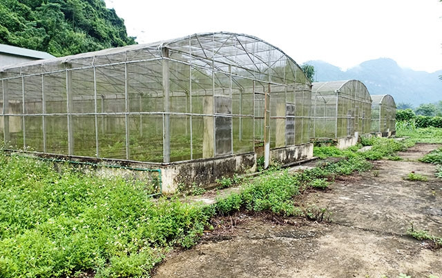 Cơ sở vật chất vườn ươm Cao Kỳ bị bỏ hoang.