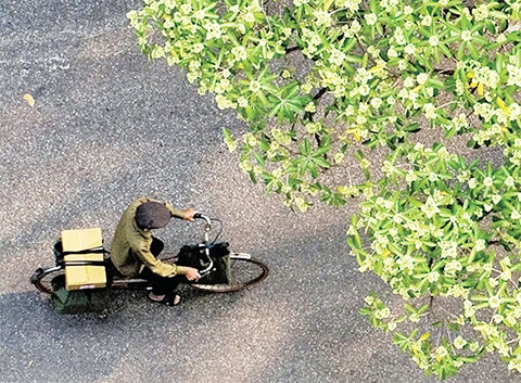 Hà Nội mùa hoa sữa.