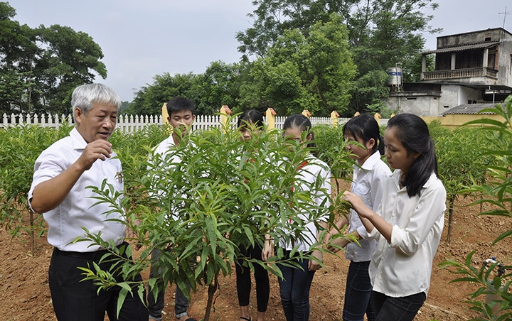 Học sinh Trường THCS Thanh Đình (TP Việt Trì, tỉnh Phú Thọ) được hướng dẫn cách chăm sóc cây hoa đào. Ảnh: LONG THÀNH