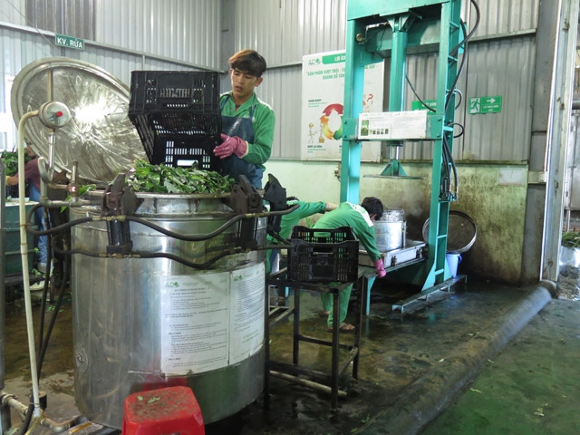 Quy trình sản xuất, chế biến sản phẩm a-ti-sô công nghệ cao tại Công ty TNHH Atiso Đà Lạt Lâm Viên.