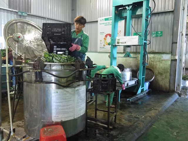 Quy trình sản xuất, chế biến sản phẩm a-ti-sô công nghệ cao tại Công ty TNHH Atiso Đà Lạt Lâm Viên.