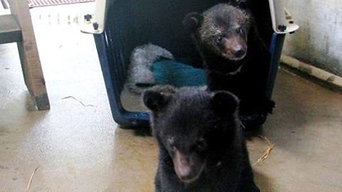 Hai chú gấu con về đến “nhà” gấu ở Tam Đảo.