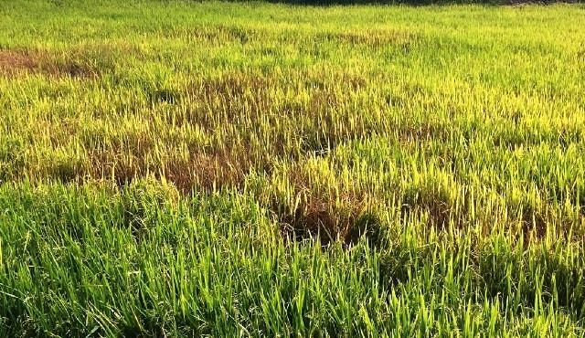 Nhiều diện tích lúa nước ở huyện biên giới Ea Súp bị rầy nâu gây hư hại.