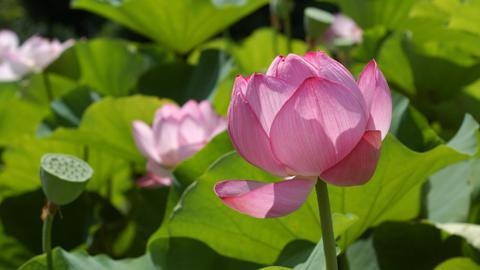 Hoa sen đang được số đông ý kiến bình chọn là quốc hoa của Việt Nam.