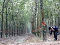 Đất cao su “biếu” không các “quan”.