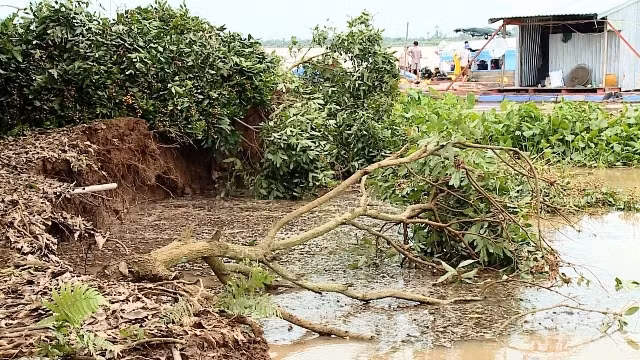 Nhiều cây ăn trái đổ ngã xuống sông. 